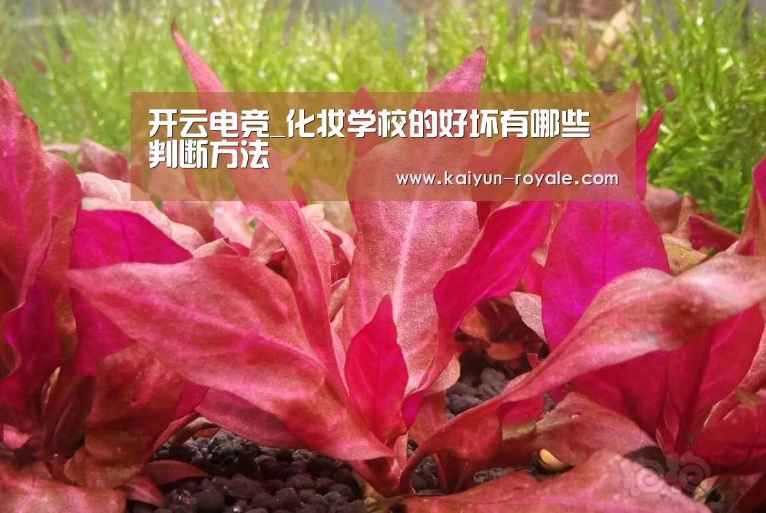 开云电竞_化妆学校的好坏有哪些判断方法(图1) 开云竞猜